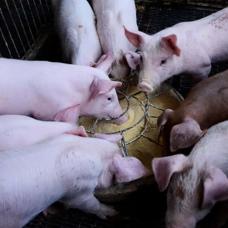 «Хороший помощник» для дезинфекции свинофермы — шипучие таблетки для дезинфекции с диоксидом хлора