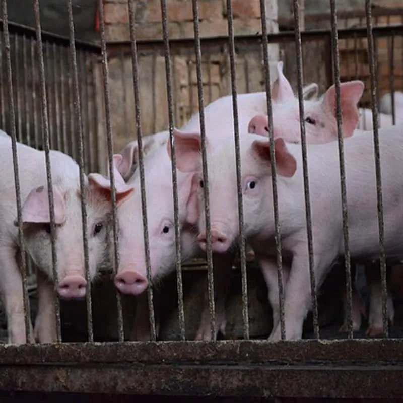 Перспективы применения и развития диоксида хлора на американских свинофермах