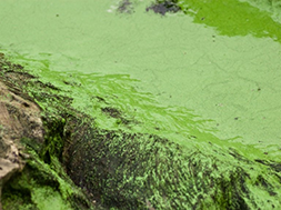 Хищники водорослей в системах водоподготовки: полное руководство по удалению водорослей и защите воды в водоемах весной.