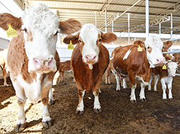 животноводства от африканской чумы свиней и синдрома репродуктивных и респираторных заболеваний свиней (PRRS ): научное применение и практический анализ диоксида хлора